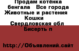 Продам котёнка бенгала - Все города Животные и растения » Кошки   . Свердловская обл.,Бисерть п.